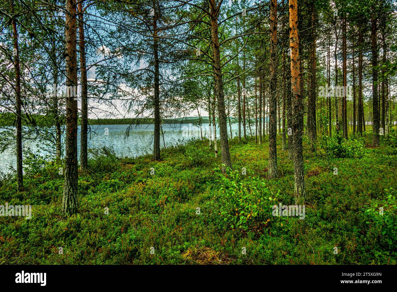 Durch die Stämme des Nadelwaldes die Landschaft des Tårrajaure.Tårrajaur-Sees, Gemeinde Jokkmokk, Polarkreis, Schweden Stockfoto