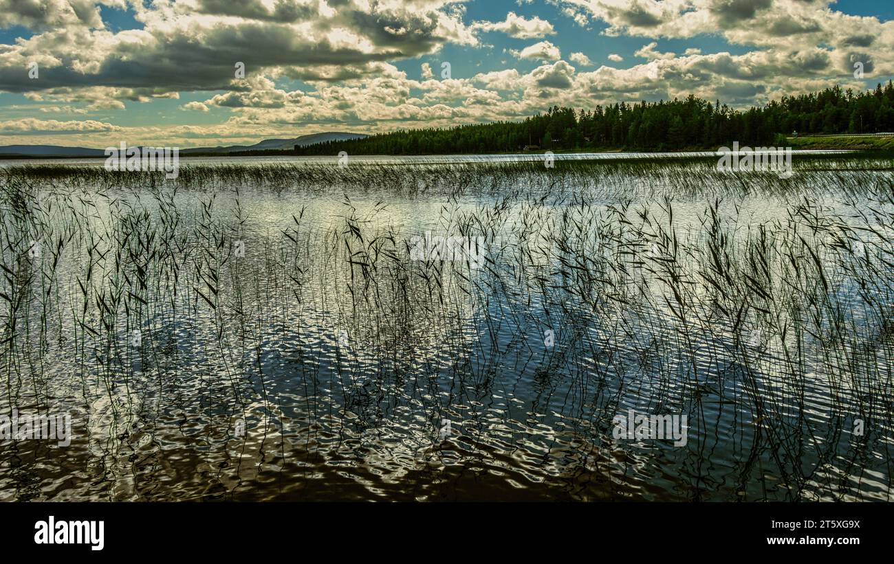 Tårrajaur, Rastplatz entlang der E45, Panorama des Tårrajaure-Sees umgeben von Nadelwäldern mit bewölktem Himmel. Gemeinde Jokkmokk, Kreis Artict Stockfoto
