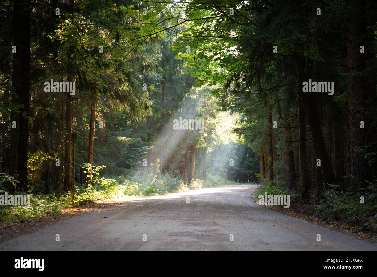 Sonnenstrahl scheint durch die Blätter der Bäume im Wald Stockfoto