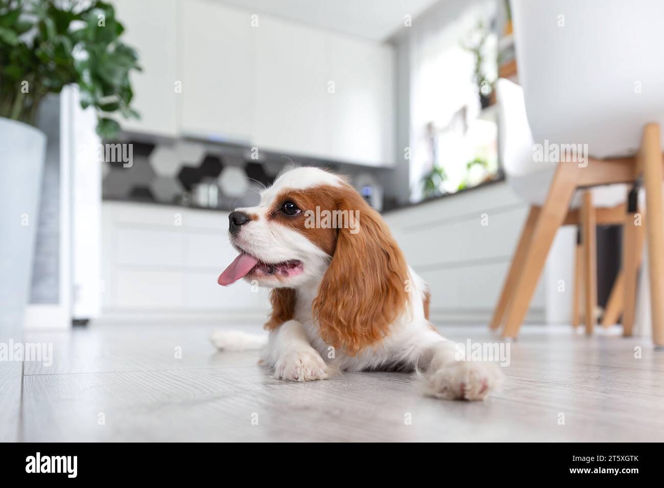 Glücklicher Hündchen von Kavalier Spaniel, der auf dem Küchenboden liegt Stockfoto