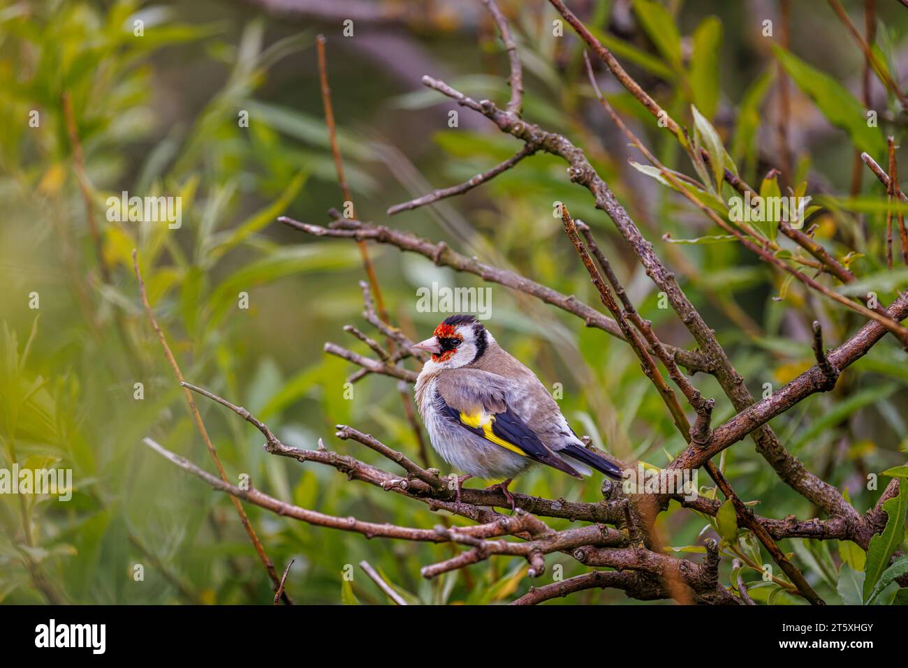 Ein europäischer Goldfink (Carduelis carduelis) thront auf einem Zweig in Skomer, einer Insel vor der Küste von Pembrokeshire, Westwales, die für ihre Tierwelt bekannt ist Stockfoto