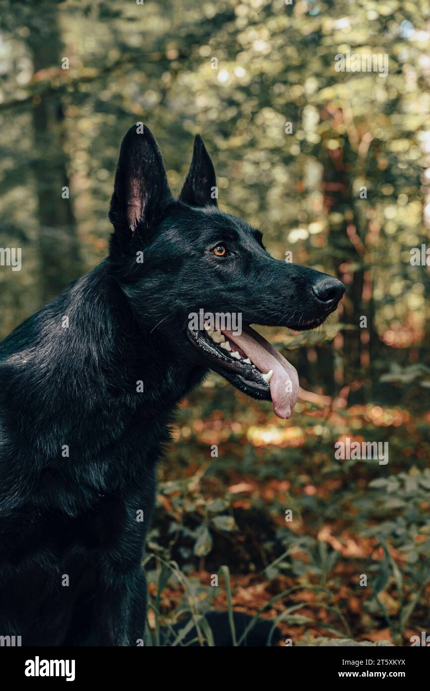 Schwarzer deutscher Schäferhund im Herbstwald Stockfoto