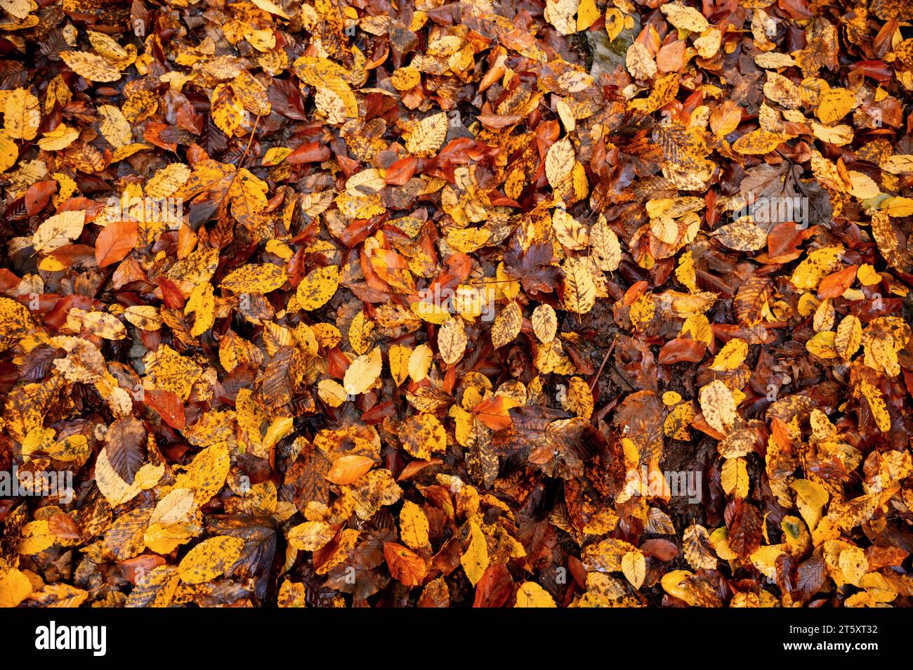 Haufen feuchter bunter Herbstblätter auf dem Boden. Stockfoto