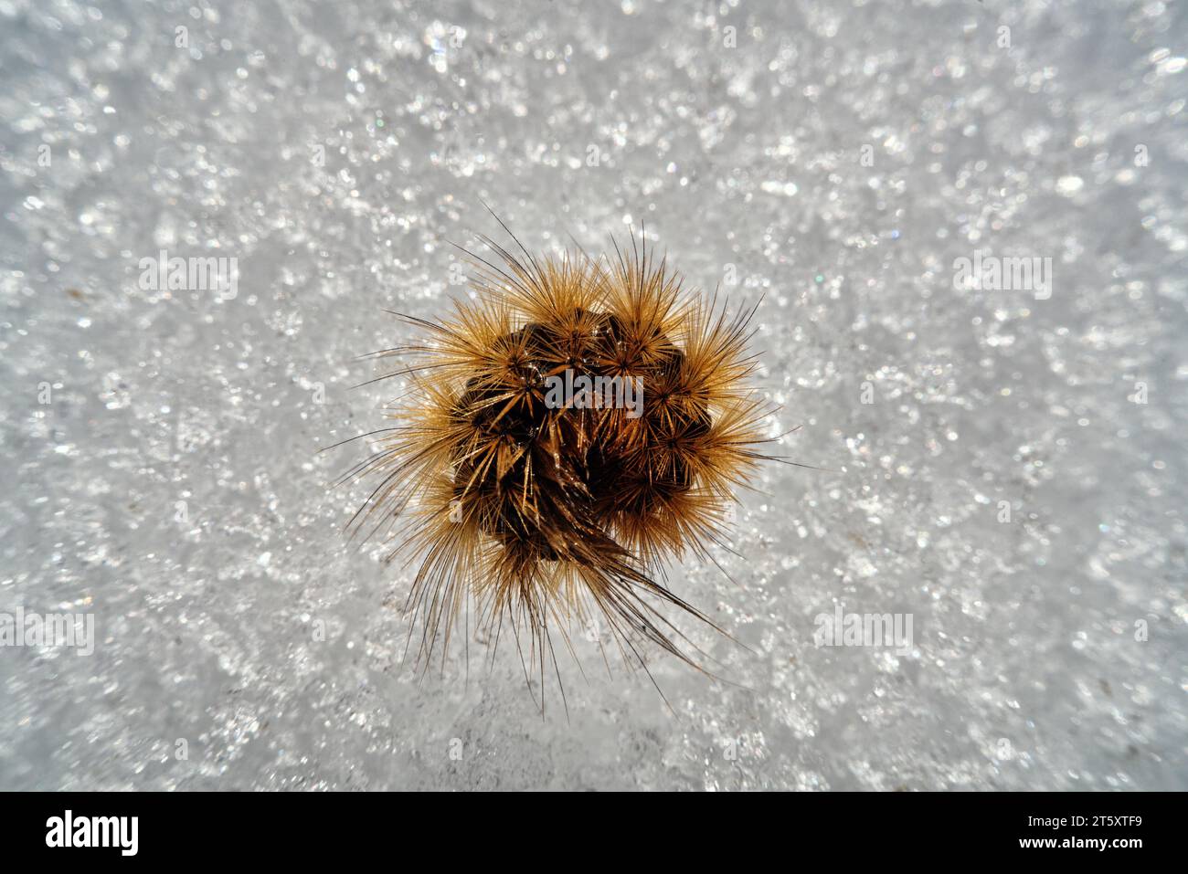 Raupen-Wintermotte (Agrotis segetum) auf Eis. Die haarige stachelige raupe hat sich in einem Ring als Schutzreaktion vor Raubinsekten eingerollt Stockfoto