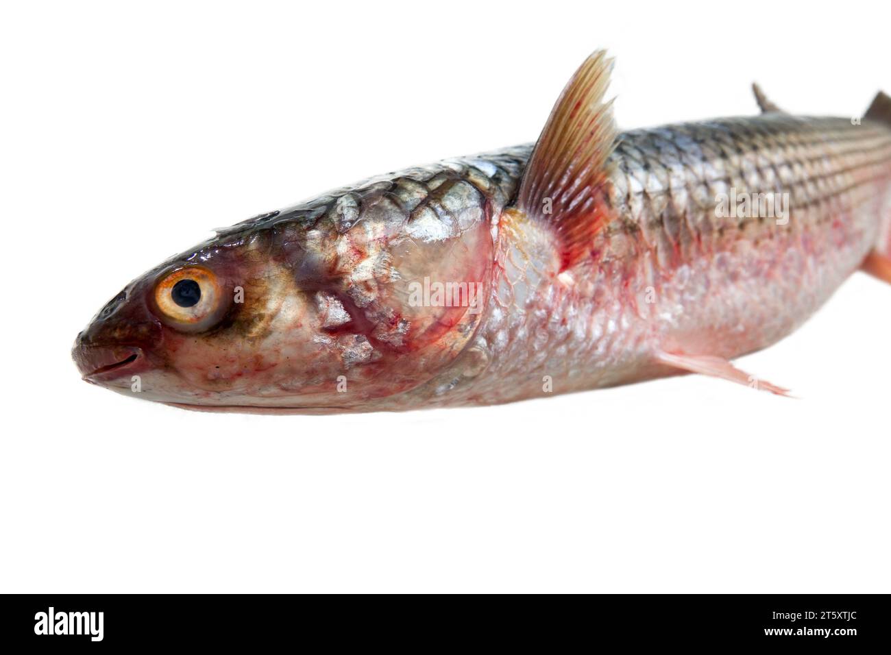 Rotflossbarbe (Mugil soiuy, Redlip mullet (Liza haematocheilus)). Dieser Fisch lebt in Eurasien. Akklimatisierungs- und Zuchtanlage. Isoliert auf w Stockfoto