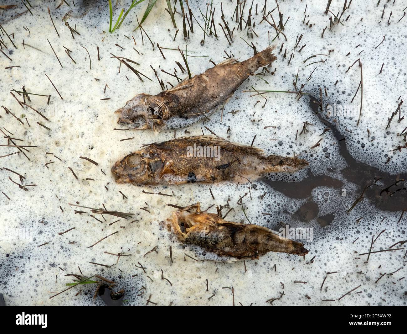 Tote Fischbarsche im Schaum. Vergiftung der Meeresfauna, viele tote Fische an der Strandküste Stockfoto