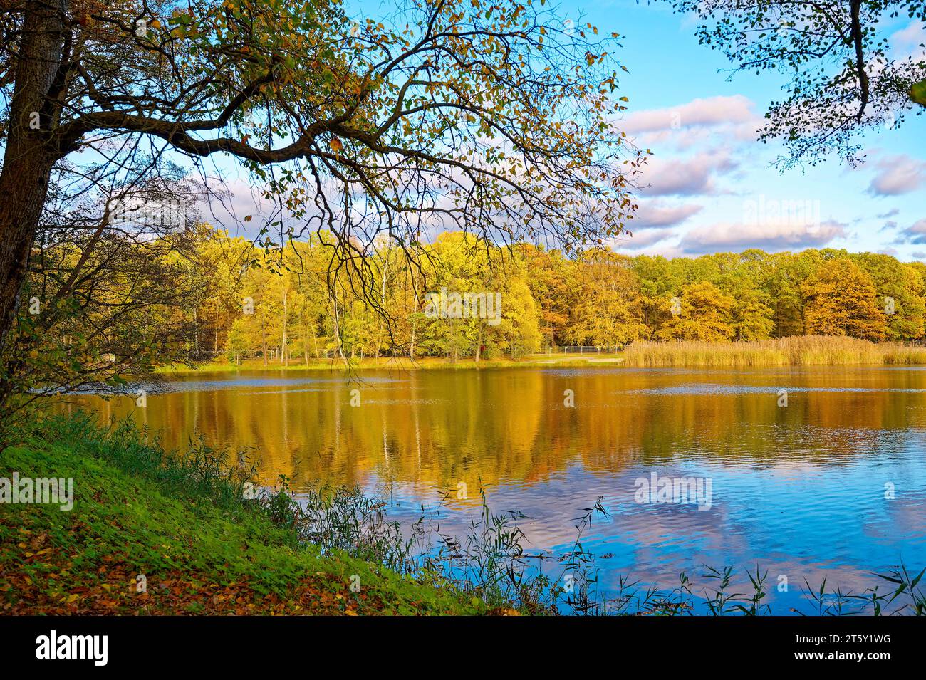 Sonnige Herbststimmung an einem kleinen See in Berlin. Stockfoto