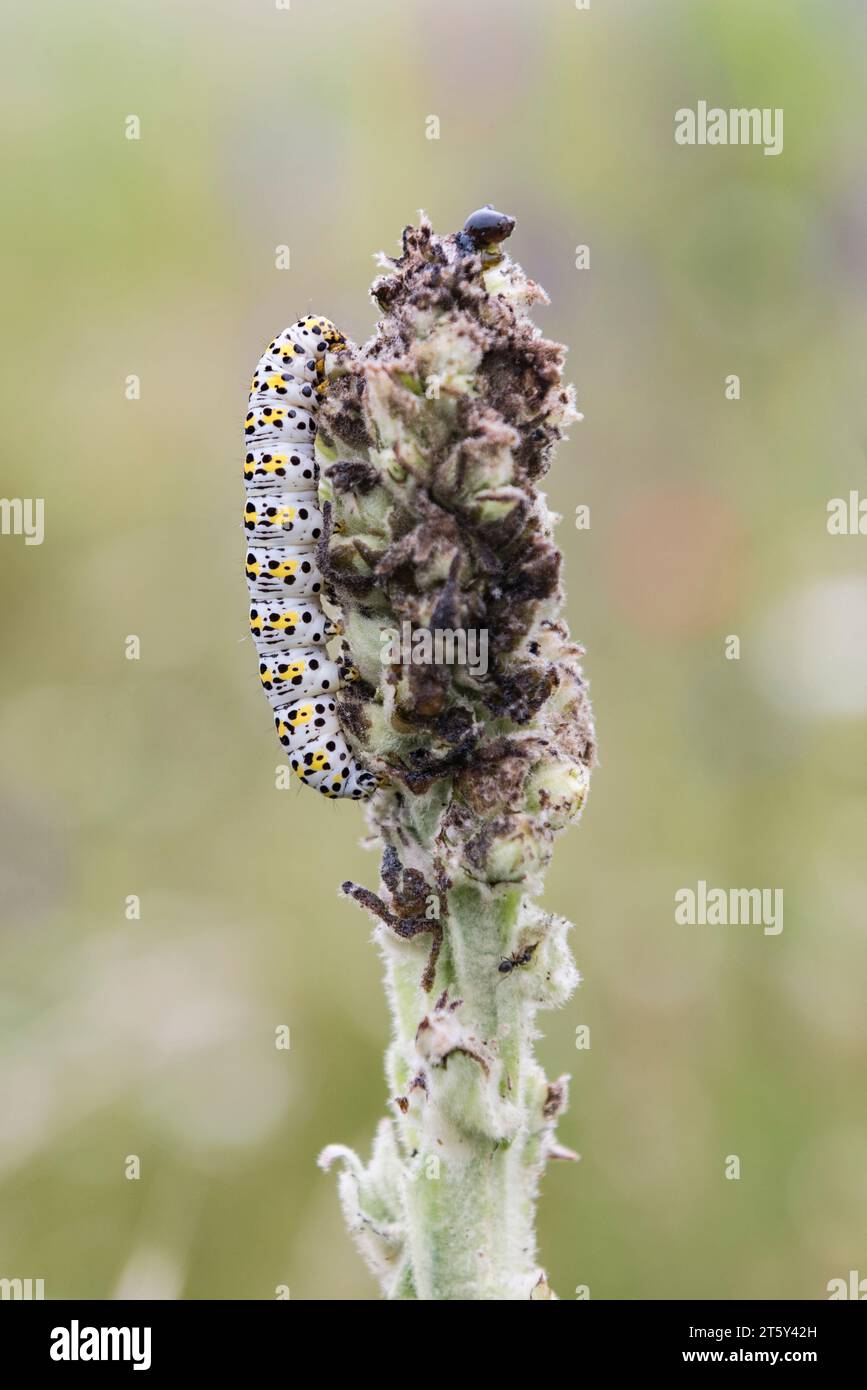 Eine raupe der Mauleinmotte (Cucullia verbasci), die sich vom Stiel einer gewöhnlichen Mauleinpflanze (Verbascum thapsus) ernährt – Kent, Großbritannien Stockfoto