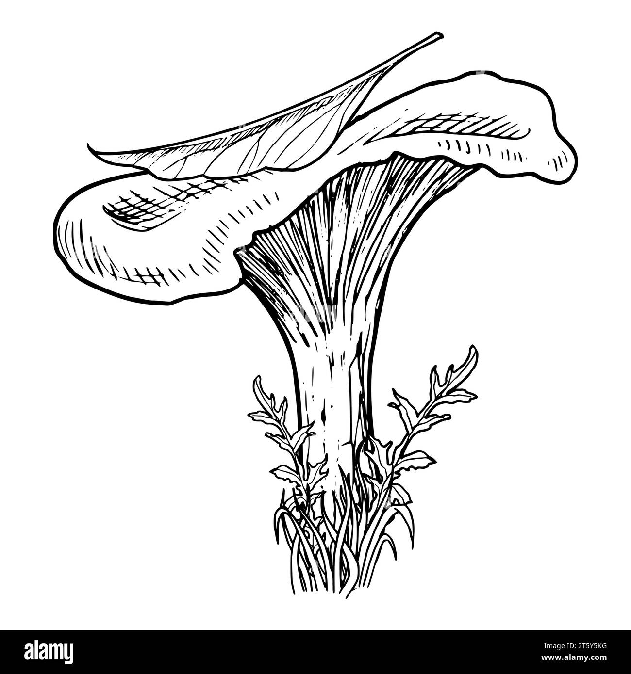 Waldpilz mit Blatt. Vektor Hand gezeichnete Illustration von Chanterelle in einem Wald gemalt von schwarzen Tinten in linearem Stil. Einfarbige Retro-Zeichnung von Pilzen als Symbol oder Logo. Herbstätzung. Stock Vektor