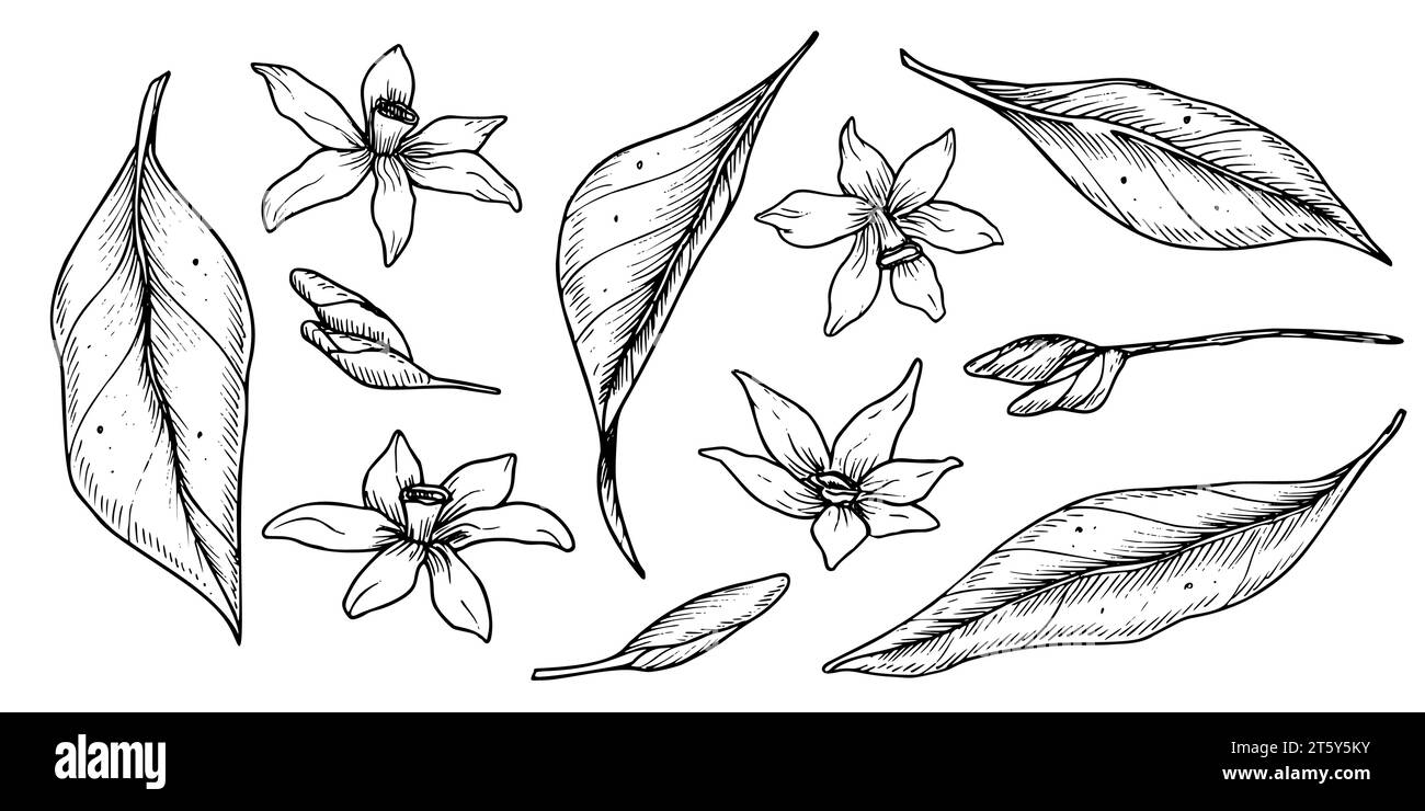 Vektorblätter und Blumen Sammlung. Handgezeichnete Illustration von Orangenpflanzen. Satz monochromer botanischer Skizzen. Lineare Zeichnung für Verpackung oder Symbol. Ätzung für Logo mit schwarzer Tinte. Stock Vektor