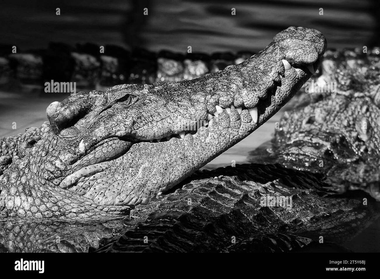 Foto Krokodil, Reptilien, tiere, Stockfoto