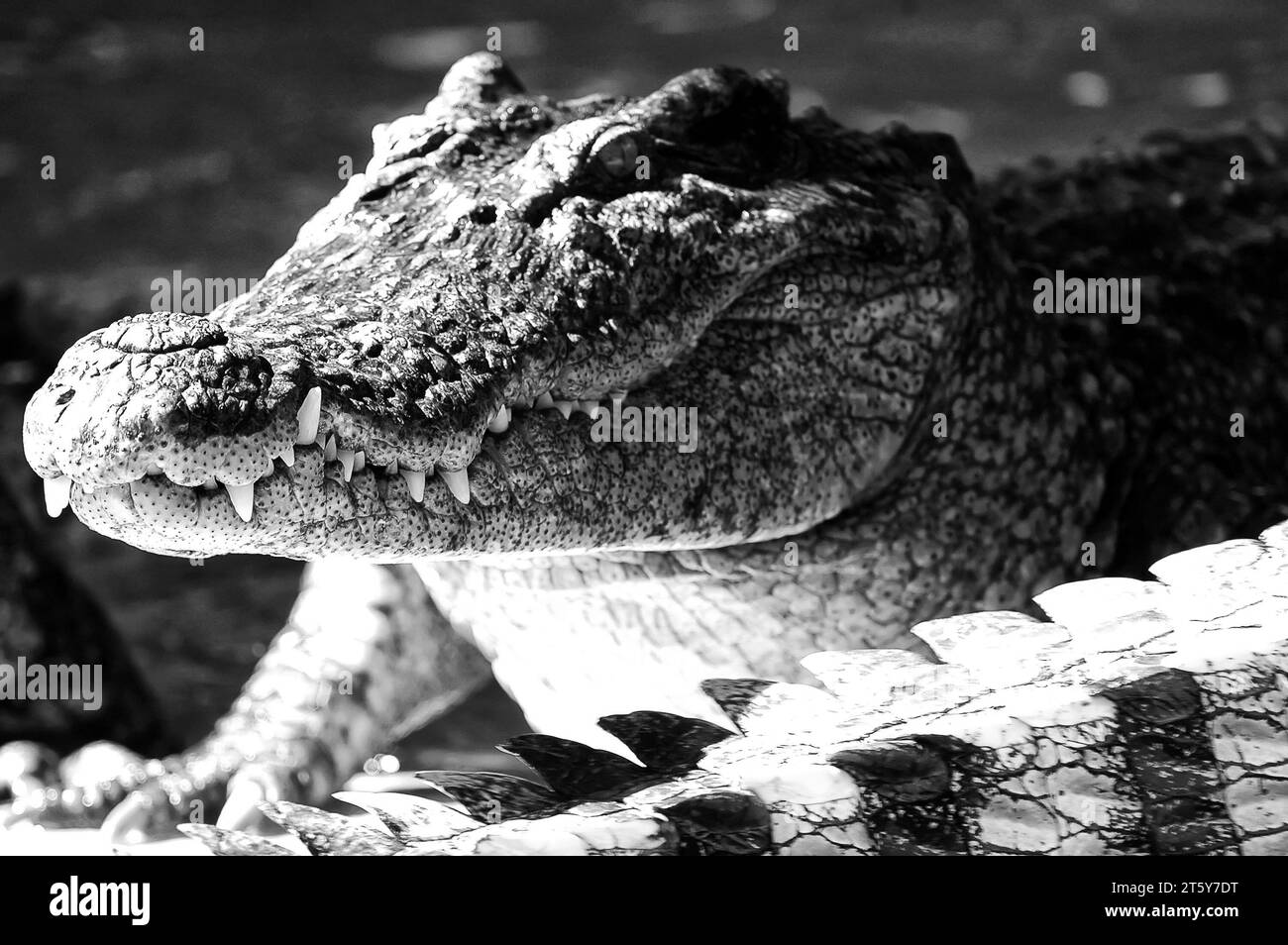 Foto Krokodil, Reptilien, tiere, Stockfoto