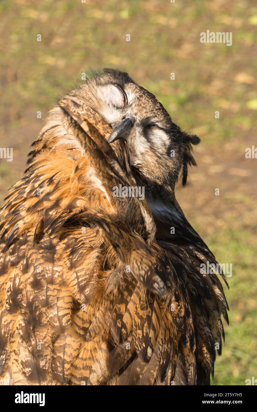 Eurasian Eulen (Bubo bubo), die ihre Flügelfedern vorziehen, York England Großbritannien. Oktober 2023 Stockfoto