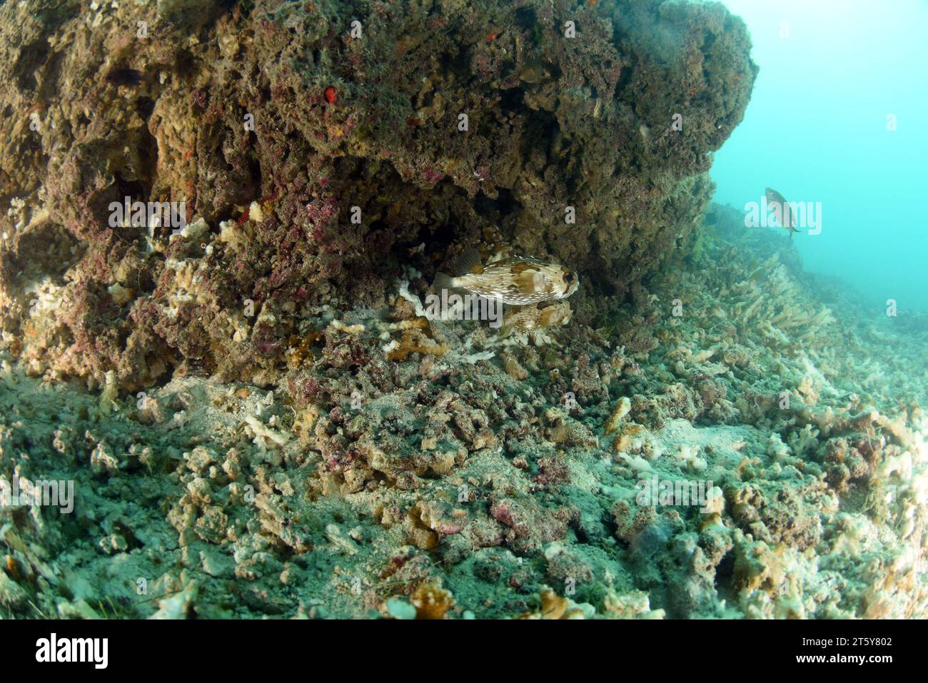 Unterwasserkorallen, die durch Hurrikan totes Korallenriff zerstört wurden. Globale Erwärmung, CO2-Anstieg in den Ozeanen, zerstörerische Fangpraktiken und Naturereignisse Stockfoto