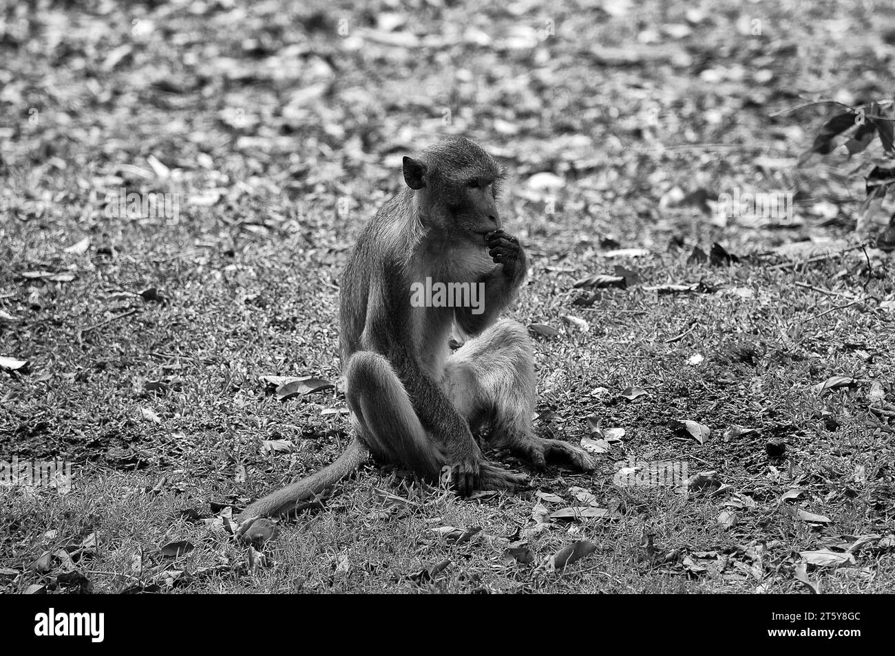 Foto Affen, Martys, Cercopithecus, Gattung der Primaten, Familie der Affen Stockfoto