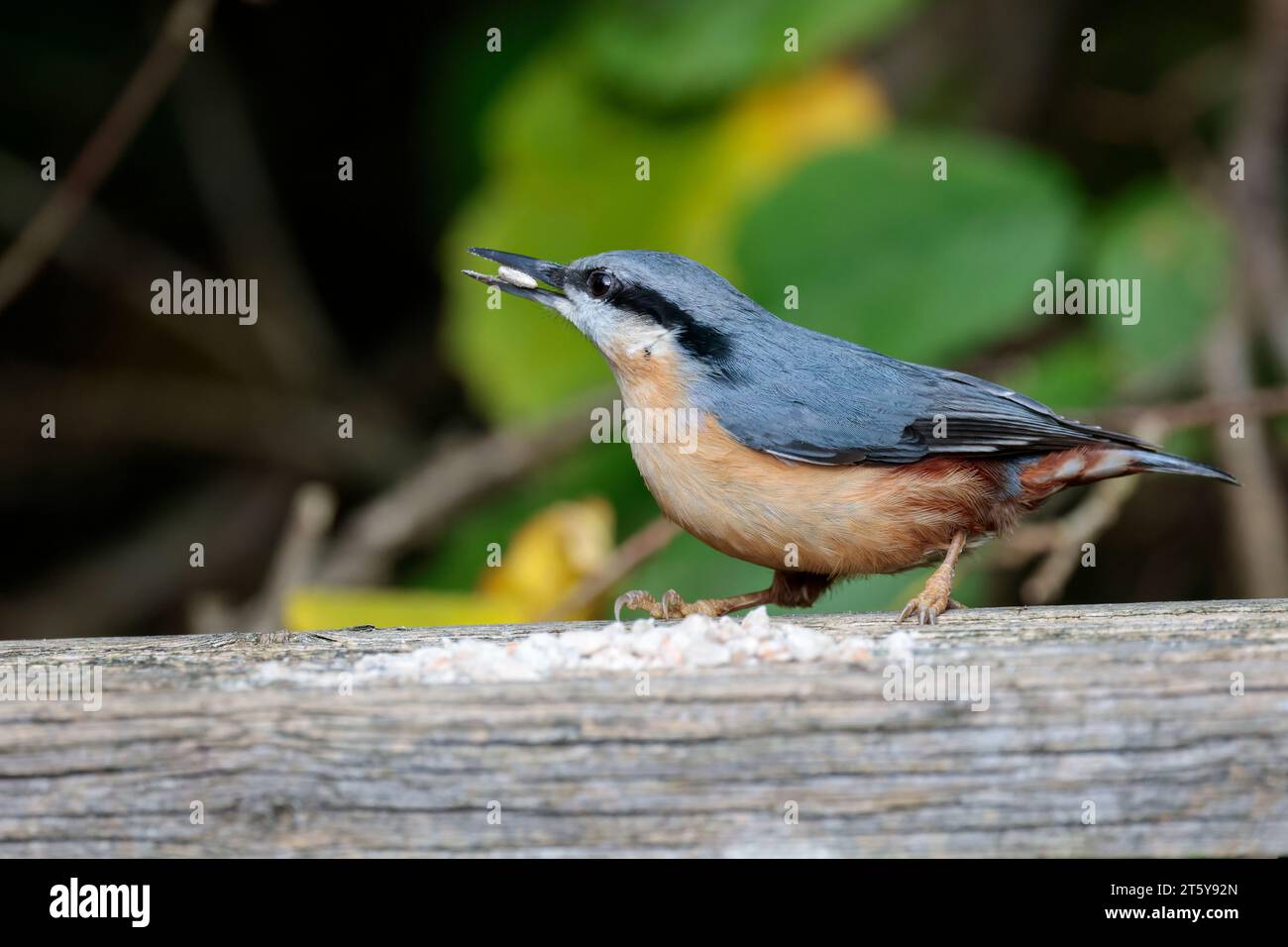 Nuthatch Sitta europaen, Wintergefieder blau grau Oberteile, schwarzer Augenstreifen, weißes Gesicht, orangefarbenes Büffelunterseite, kurzer Schwanz und meißelartiger Schnur Stockfoto