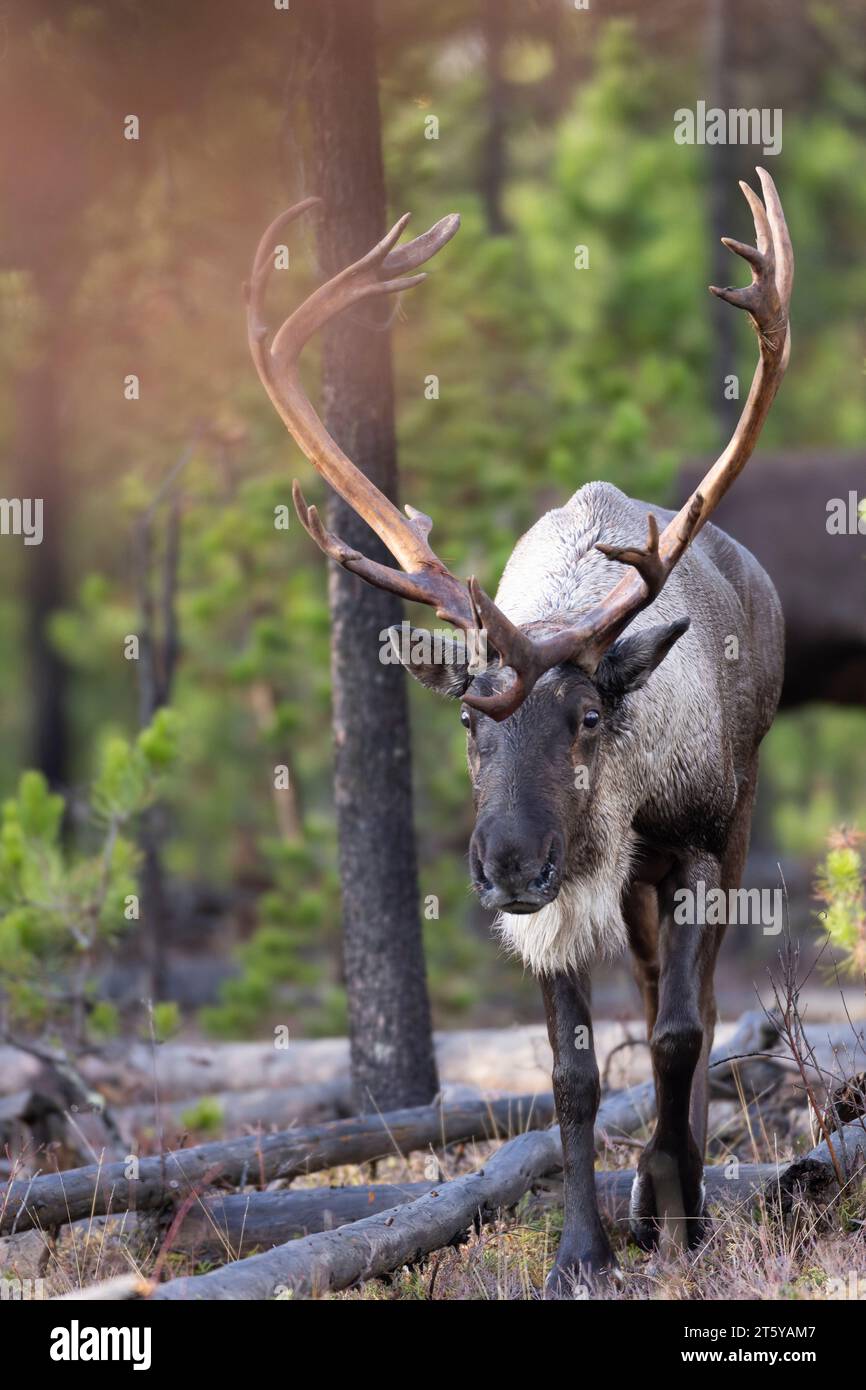 Bullen gefährdete Waldkaribou Stockfoto