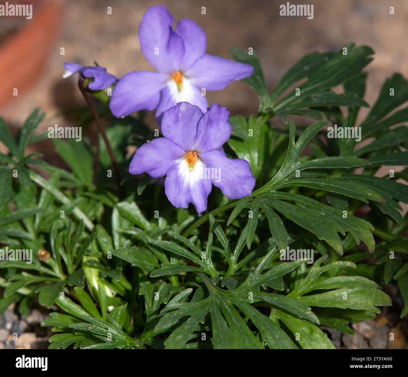 Viola pedata, Vogelfußviolett Stockfoto
