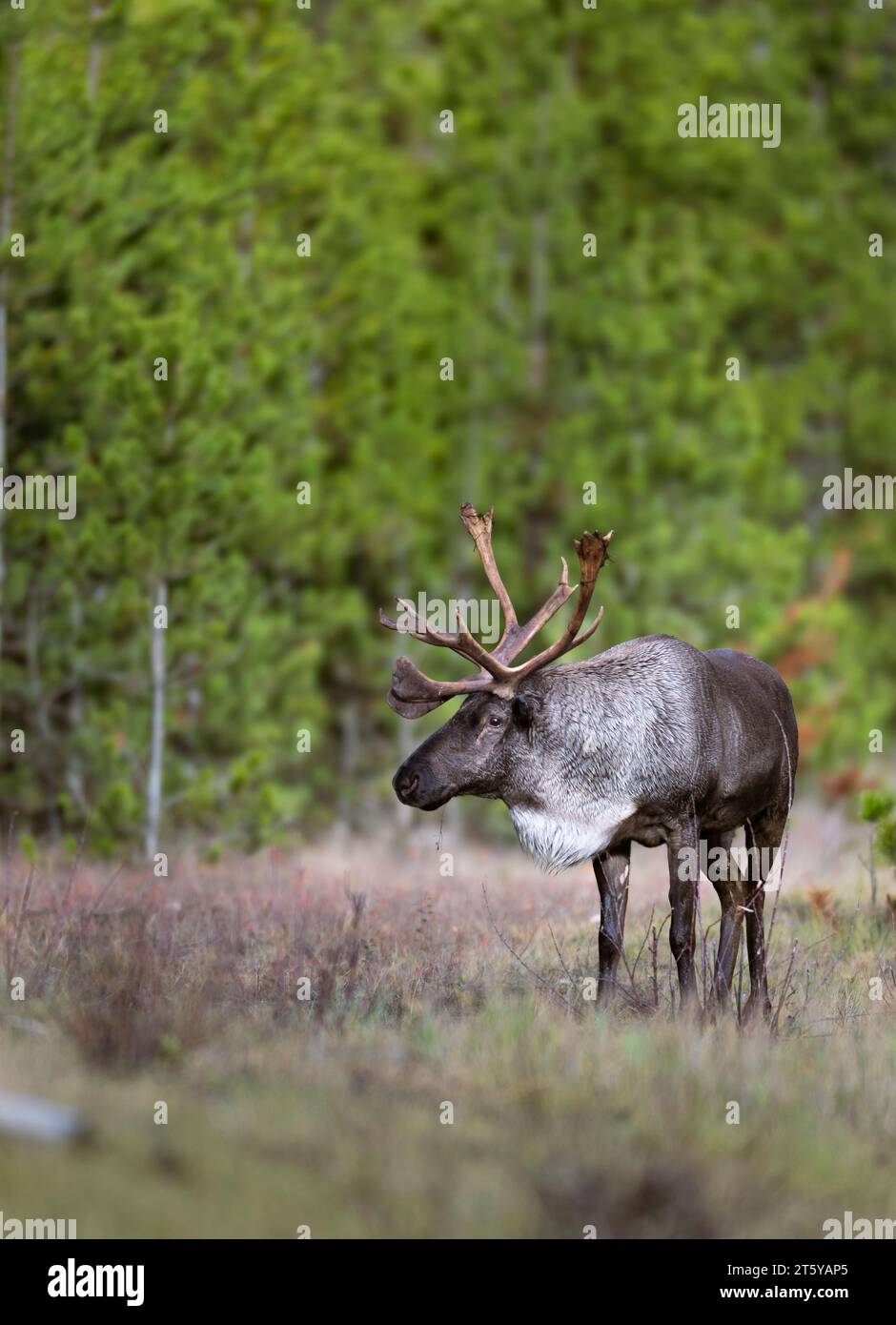 Bullen gefährdete Waldkaribou Stockfoto