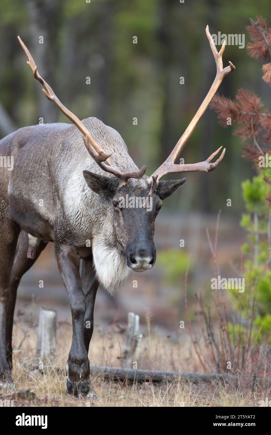 Bullen gefährdete Waldkaribou Stockfoto