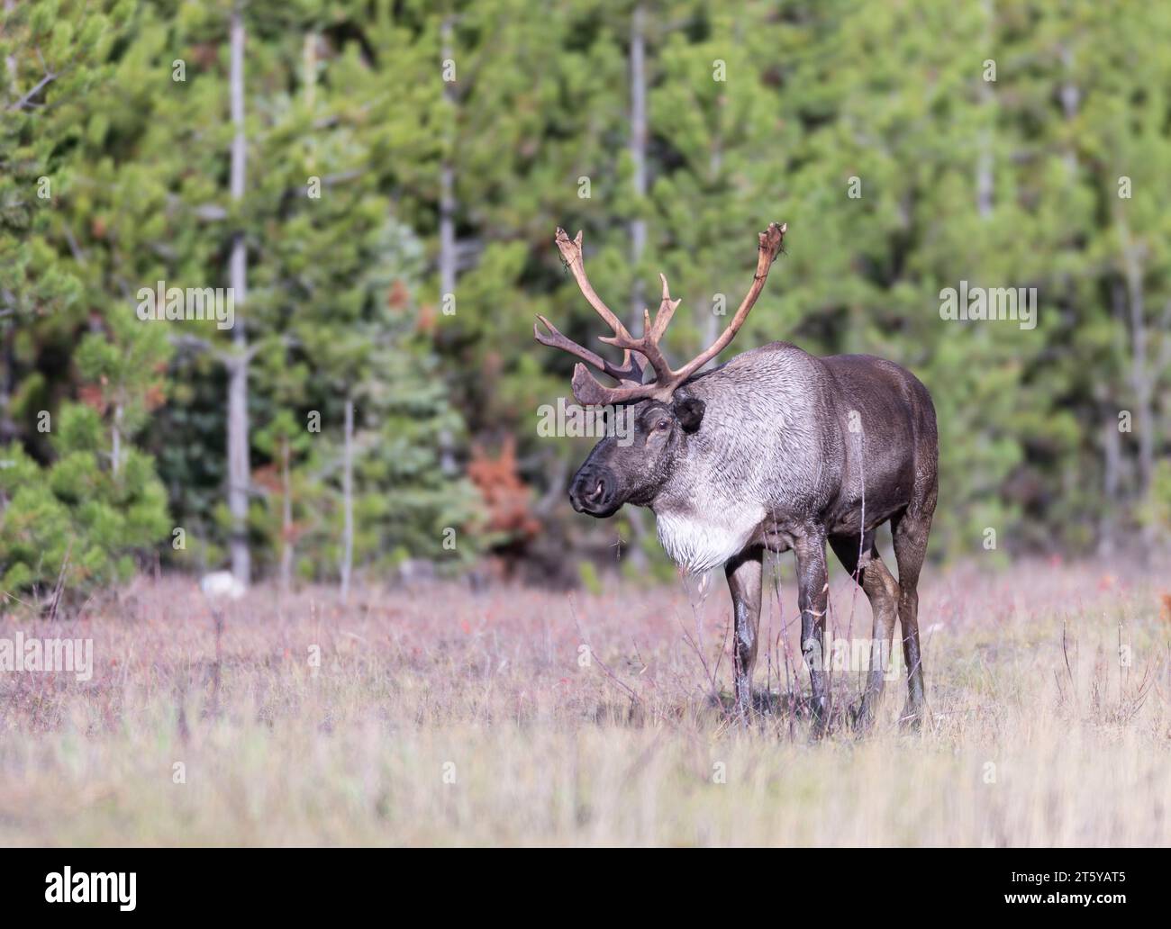 Bullen gefährdete Waldkaribou Stockfoto
