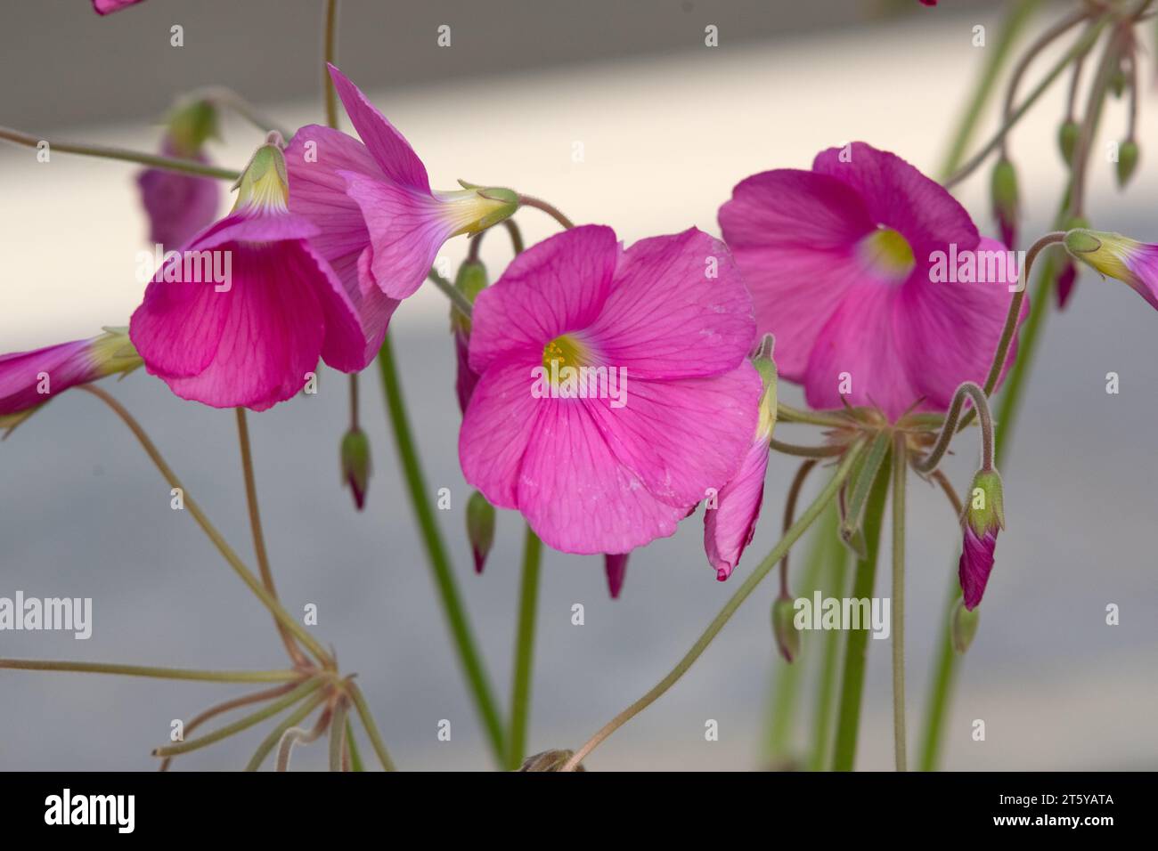 Oxalis bowiei, Cape Shamrock Stockfoto