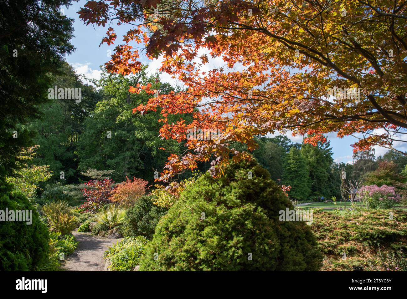 Zierbäume im RHS Harlow Carr Stockfoto