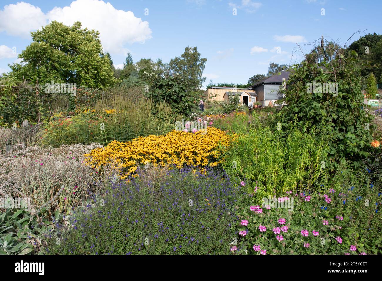 Gemischte Grenzpflanzung bei RHS Harlow Carr Stockfoto