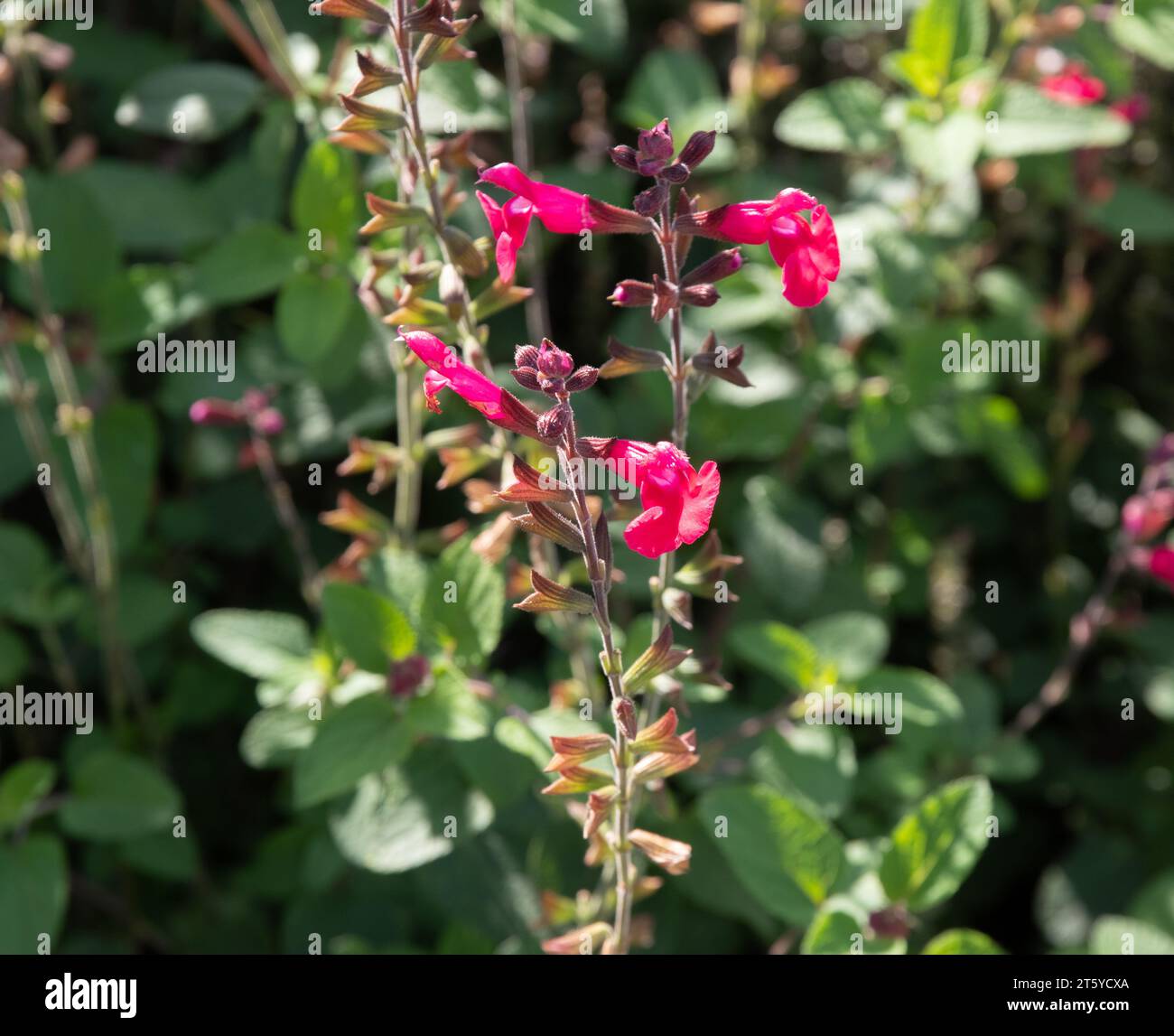 Salvia Microphylla „Ping Pong“ Stockfoto