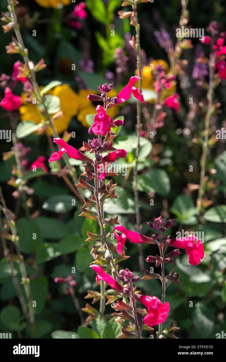 Salvia Microphylla „Ping Pong“ Stockfoto