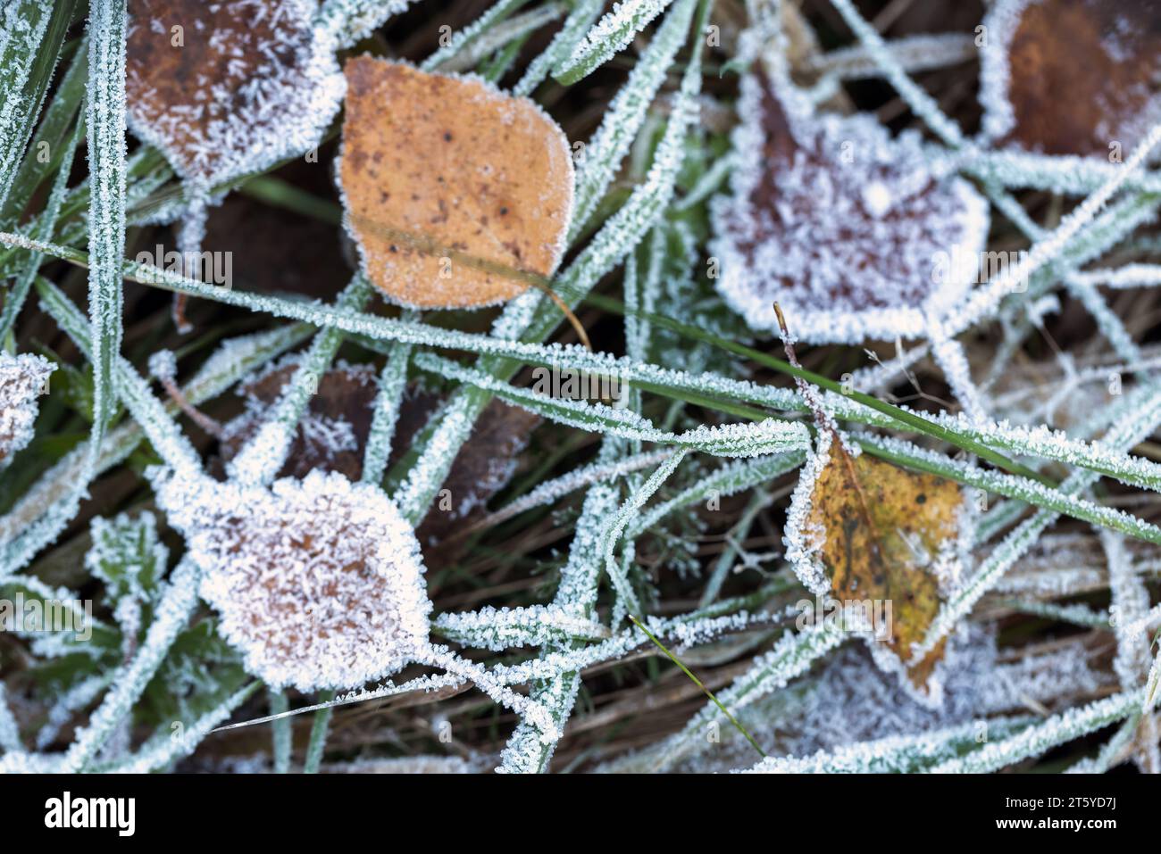 Gefallene herbstliche Blätter, die mit Frost bedeckt sind, lagen auf dem Gras im Wald, Makrofoto mit selektivem Fokus Stockfoto Gefallene herbstliche Blätter, die mit Frost bedeckt sind, lagen auf dem Gras im Wald, Makrofoto mit selektivem Fokus Stockfoto