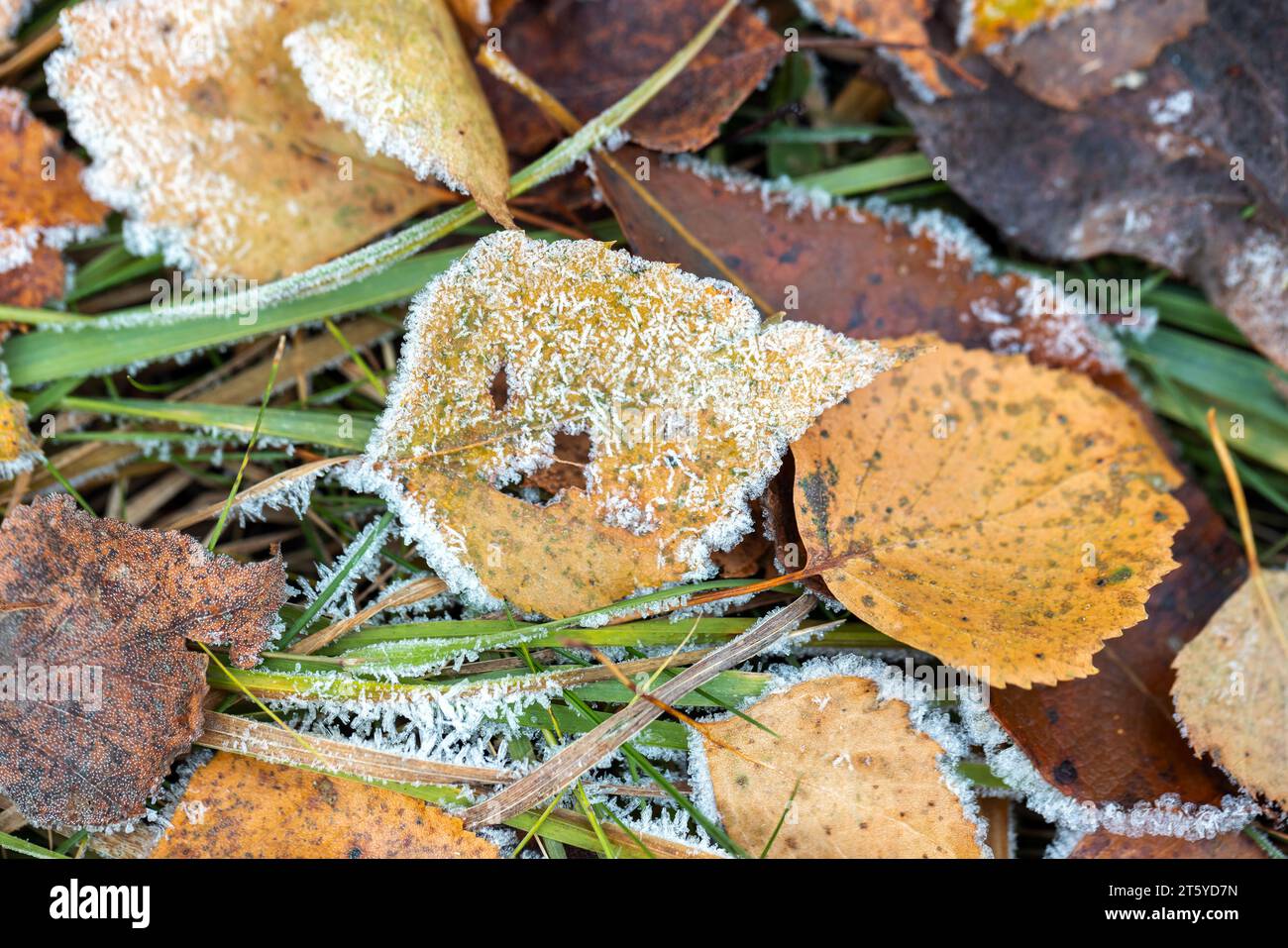 Gefallene herbstliche Blätter, die mit Frost bedeckt sind, lagen auf dem Gras im Wald, Makrofoto mit selektivem Fokus Stockfoto Gefallene herbstliche Blätter, die mit Frost bedeckt sind, lagen auf dem Gras im Wald, Makrofoto mit selektivem Fokus Stockfoto