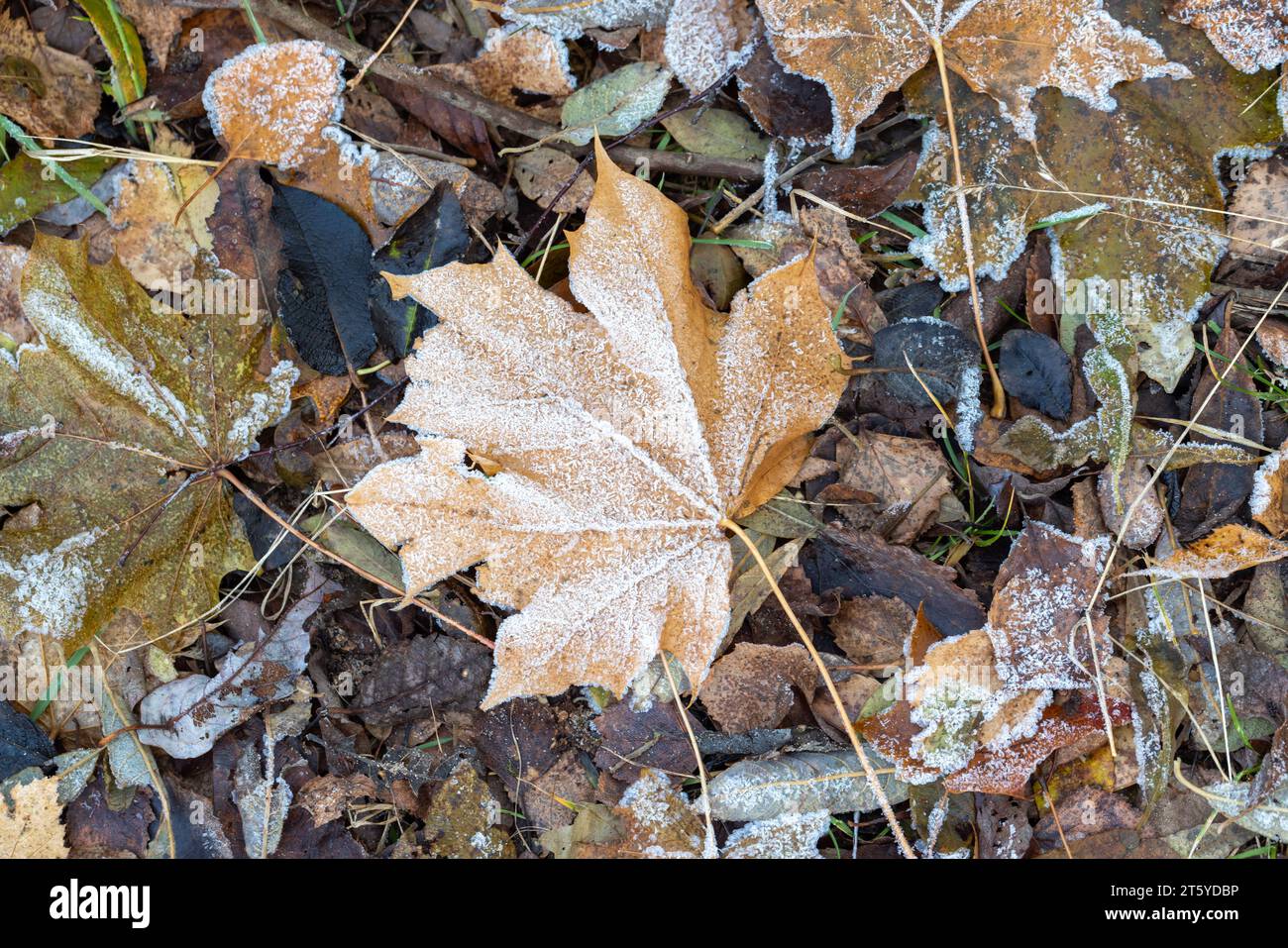 Gefallene herbstliche Blätter, bedeckt mit Frost, lagen auf dem Boden, Draufsicht, Nahaufnahme mit selektivem Fokus Stockfoto Gefallene herbstliche Blätter, bedeckt mit Frost, lagen auf dem Boden, Draufsicht, Nahaufnahme mit selektivem Fokus Stockfoto