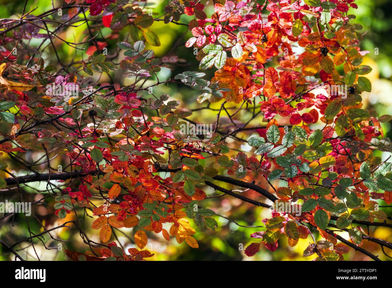 Bunte Blätter von wilden Rosen in der Herbstsaison, Nahaufnahme Foto mit selektivem Fokus. Abstrakter natürlicher Hintergrund Stockfoto