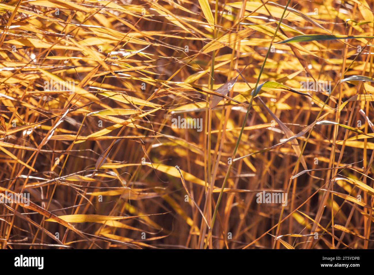 Küstengrasmuster. Gelbe Schilfblätter winken im Wind, Nahaufnahme mit selektivem Weichfokus. Abstraktes Foto mit natürlichem Hintergrund Stockfoto