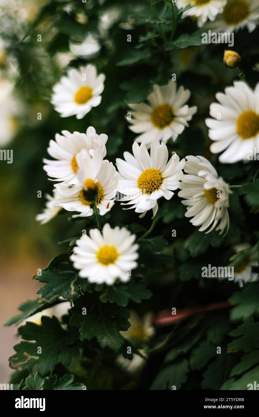 Hintergrund mit Blumenmotiv im Sommer. Matricaria chamomilla jährliche blühende Pflanze der Familie der Asteraceae. Gänseblümchenstrauch mit weißen Blüten, gelben Blütenständen und Stockfoto