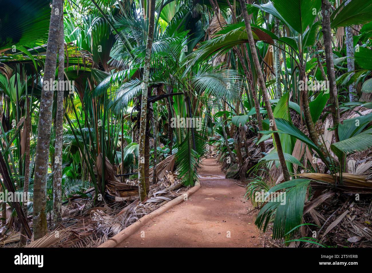 Endemisches Coco de Mer (Kokosnuss) und andere Palmen entlang des Weges in Vallée de Mai (Maital) auf der Insel Praslin, Seychellen Stockfoto