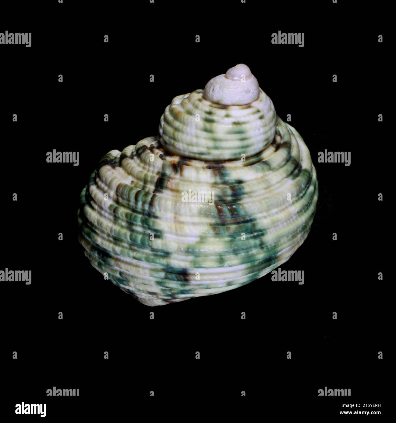 Grüne und weiße Turban-Muschel, Makronahmebild isoliert auf Schwarz Stockfoto