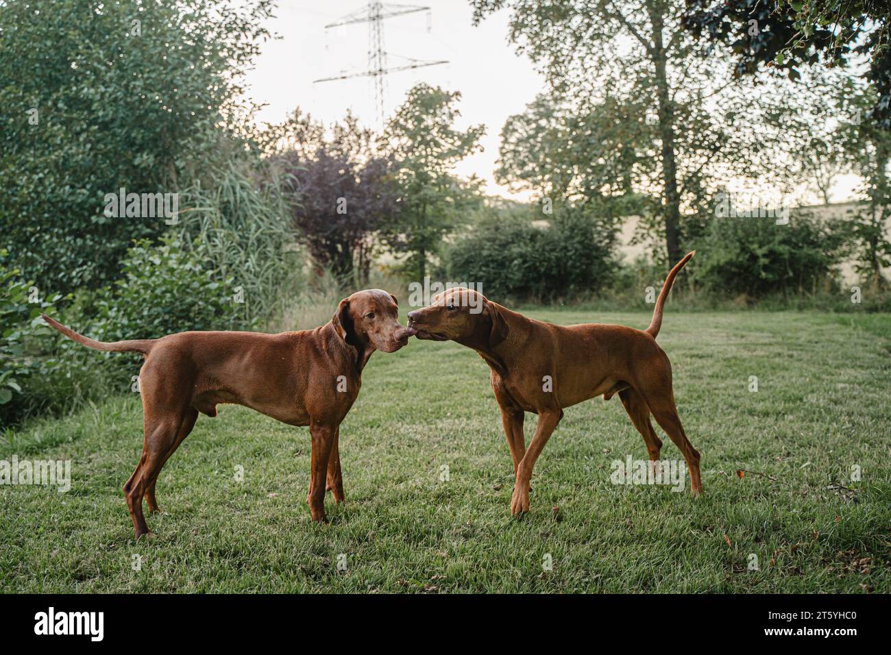 Zwei magyar vizsla-Hunde spielen auf dem grünen Feld Stockfoto