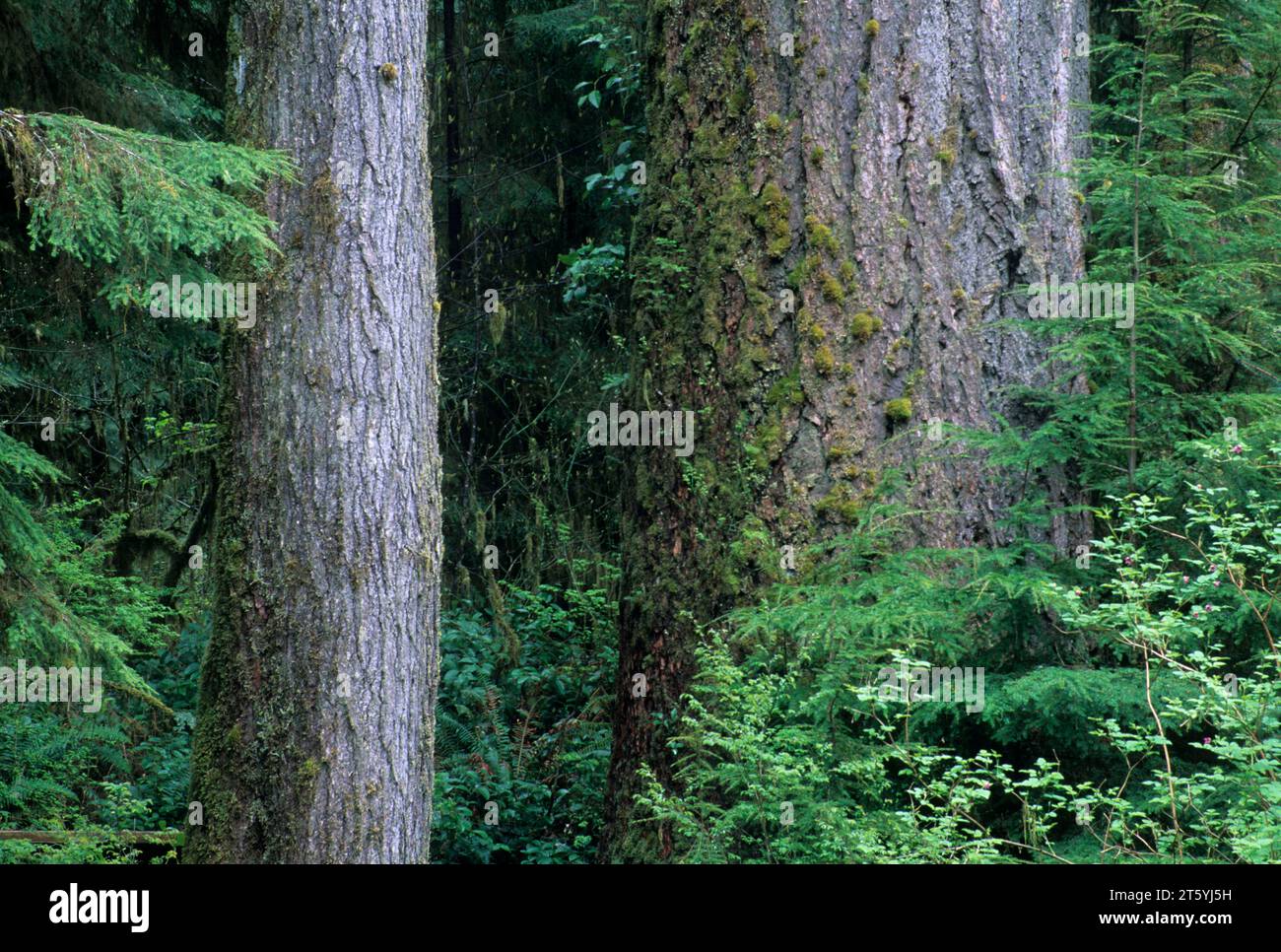 Douglasie Urwald in der Nähe von Lake Quinault, Olympic National Forest, Washington Stockfoto