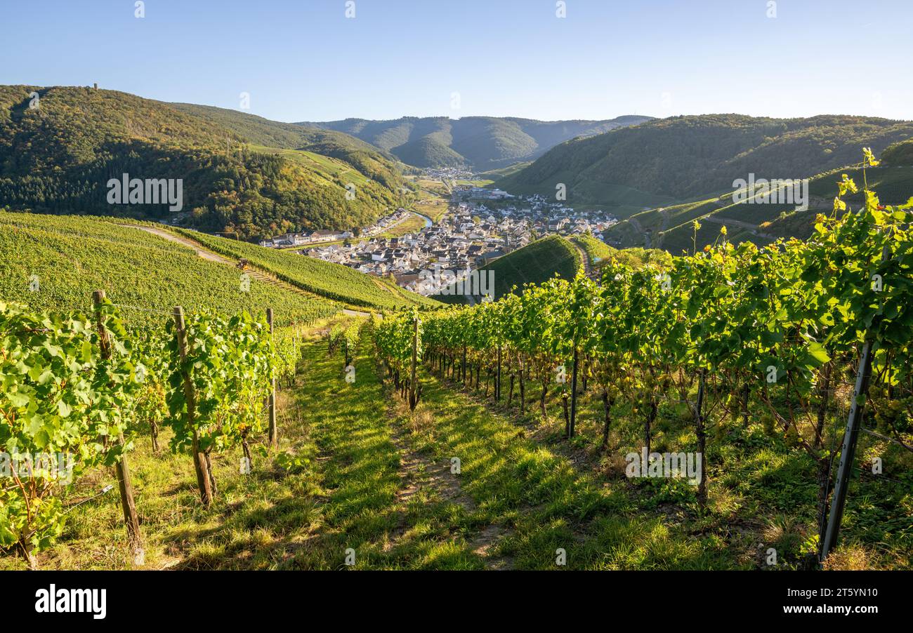 Panoramabild des Weinbergs im Herbst, Ahr, Rheinland-Pfalz, Deutschland Stockfoto