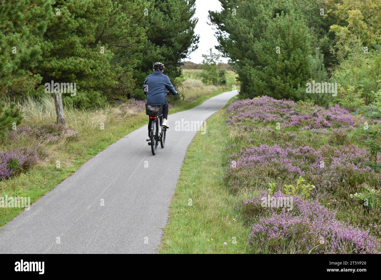 Radfahren auf der Heidekraut in Dänemark Stockfoto