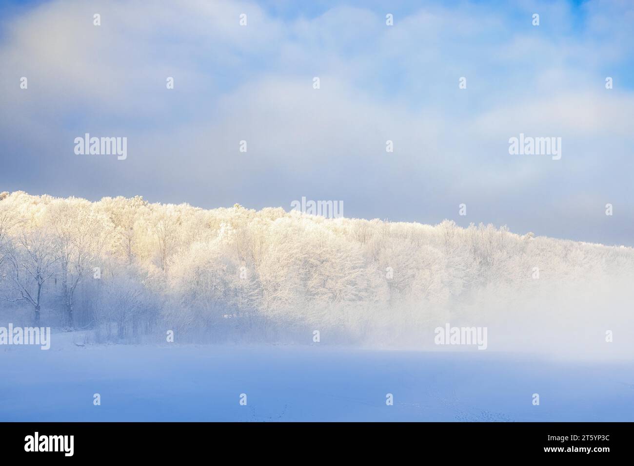 Frostige Bäume im Nebel auf einem Hügel an einem kalten Wintertag Stockfoto