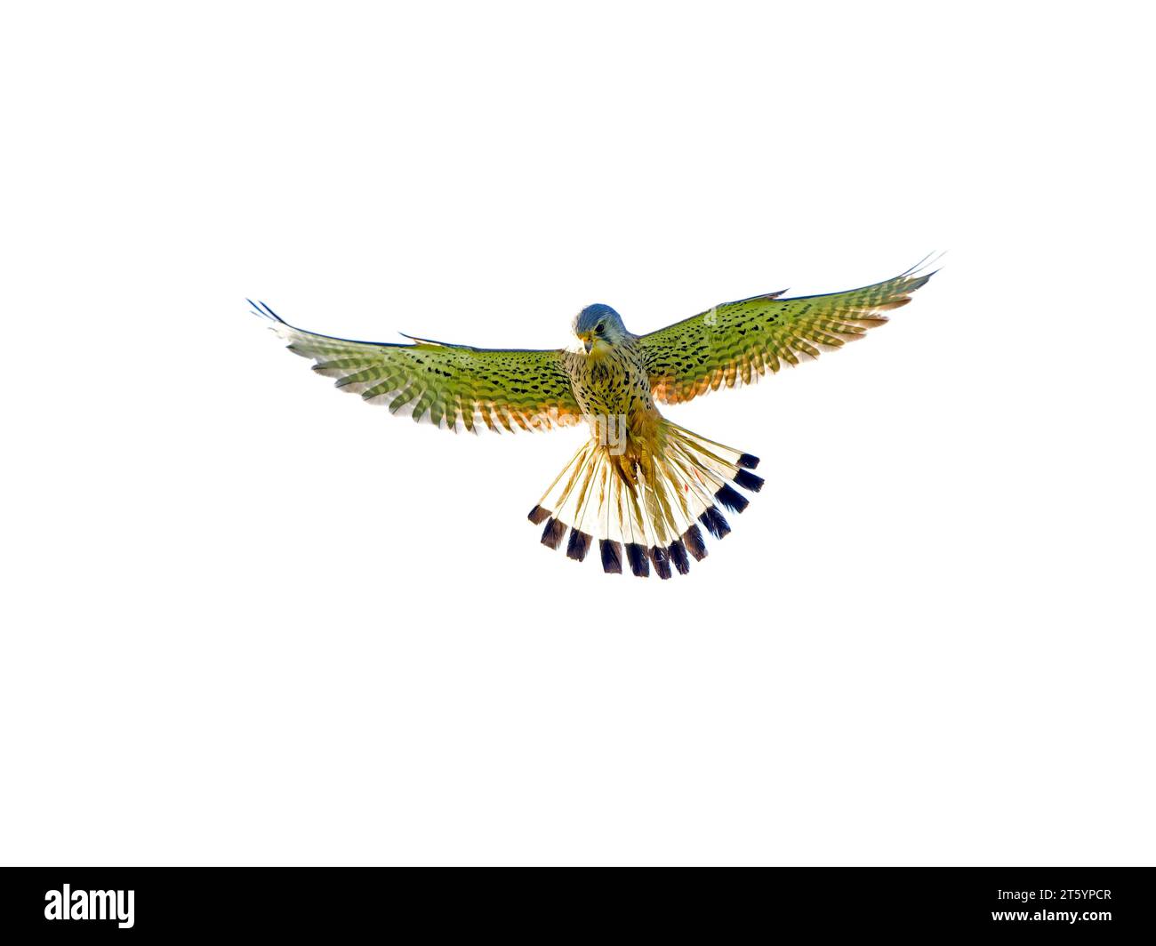 Kestrel, weibliches Kestrel (Falco tinnunkulus) im Flug, zittern, Beute suchen, Insel Texel, Niederlande Stockfoto