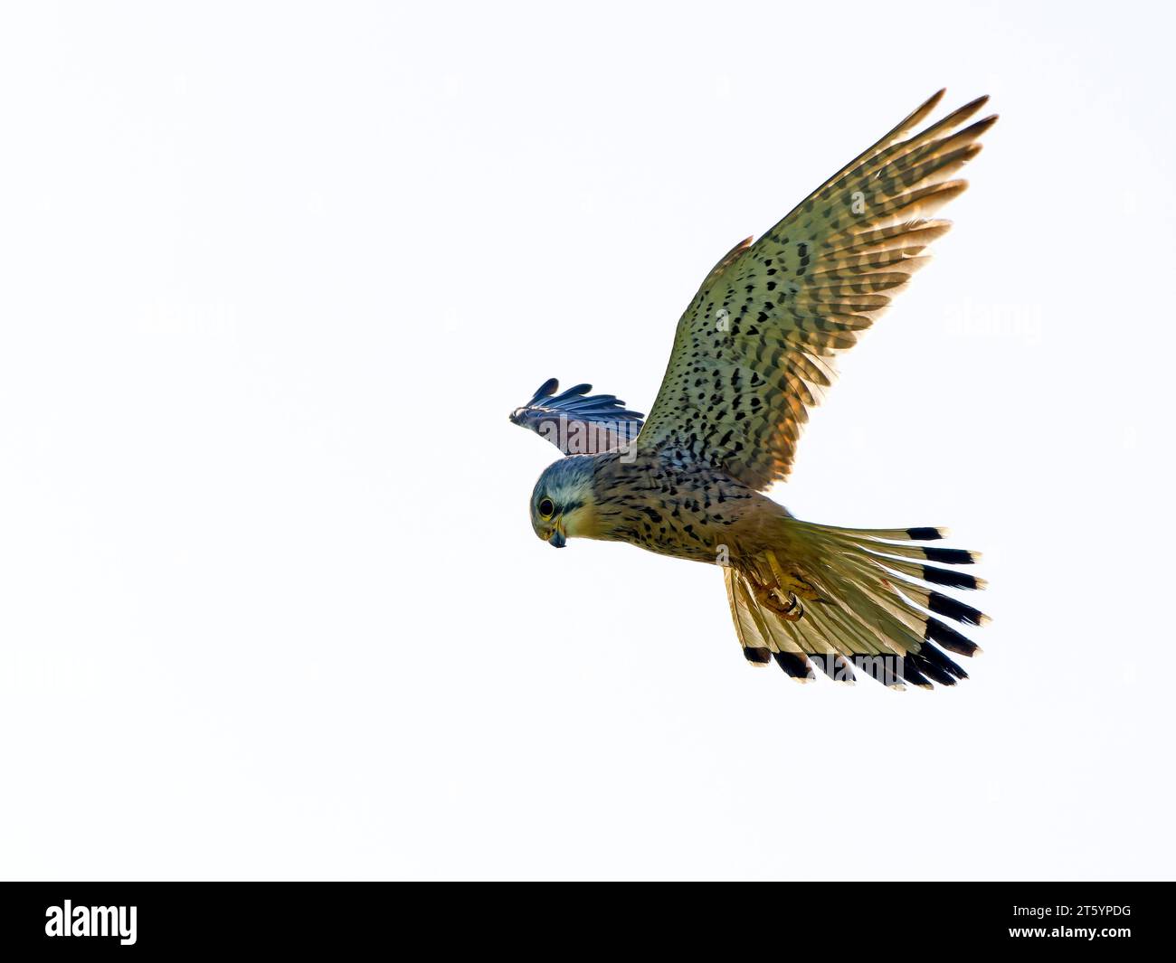 Kestrel, weibliches Kestrel (Falco tinnunkulus) im Flug, zittern, Beute suchen, Insel Texel, Niederlande Stockfoto