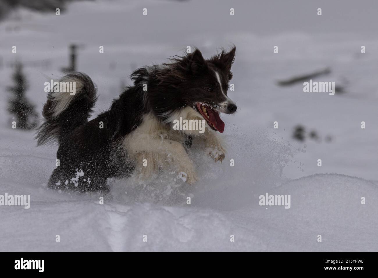 Border Collie (Canis Lupus familiaris) im tiefen Schnee, springen Stockfoto