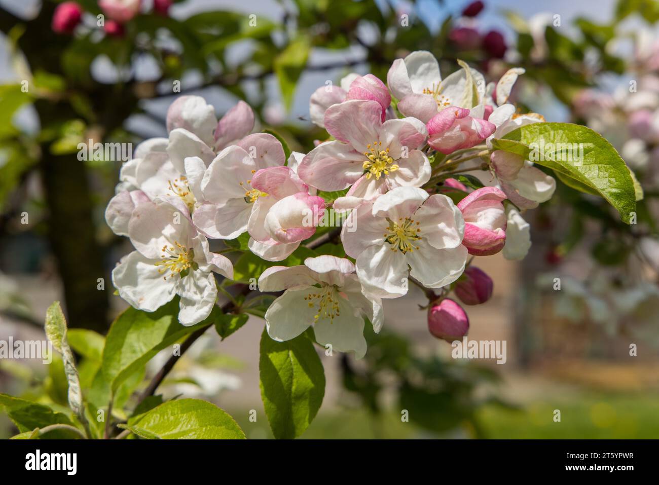 Fruchtblüte im Alten Land, Hamburg Stockfoto