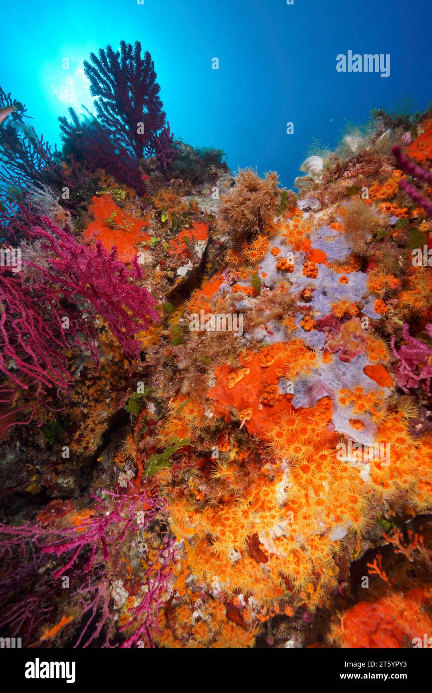 Eine Farbflamme im Mittelmeer: Gelbe Sternanemone (Parazoanthus axinellae), violeszierende Meerpeitsche (Paramuricea clavata) und Orange Stockfoto