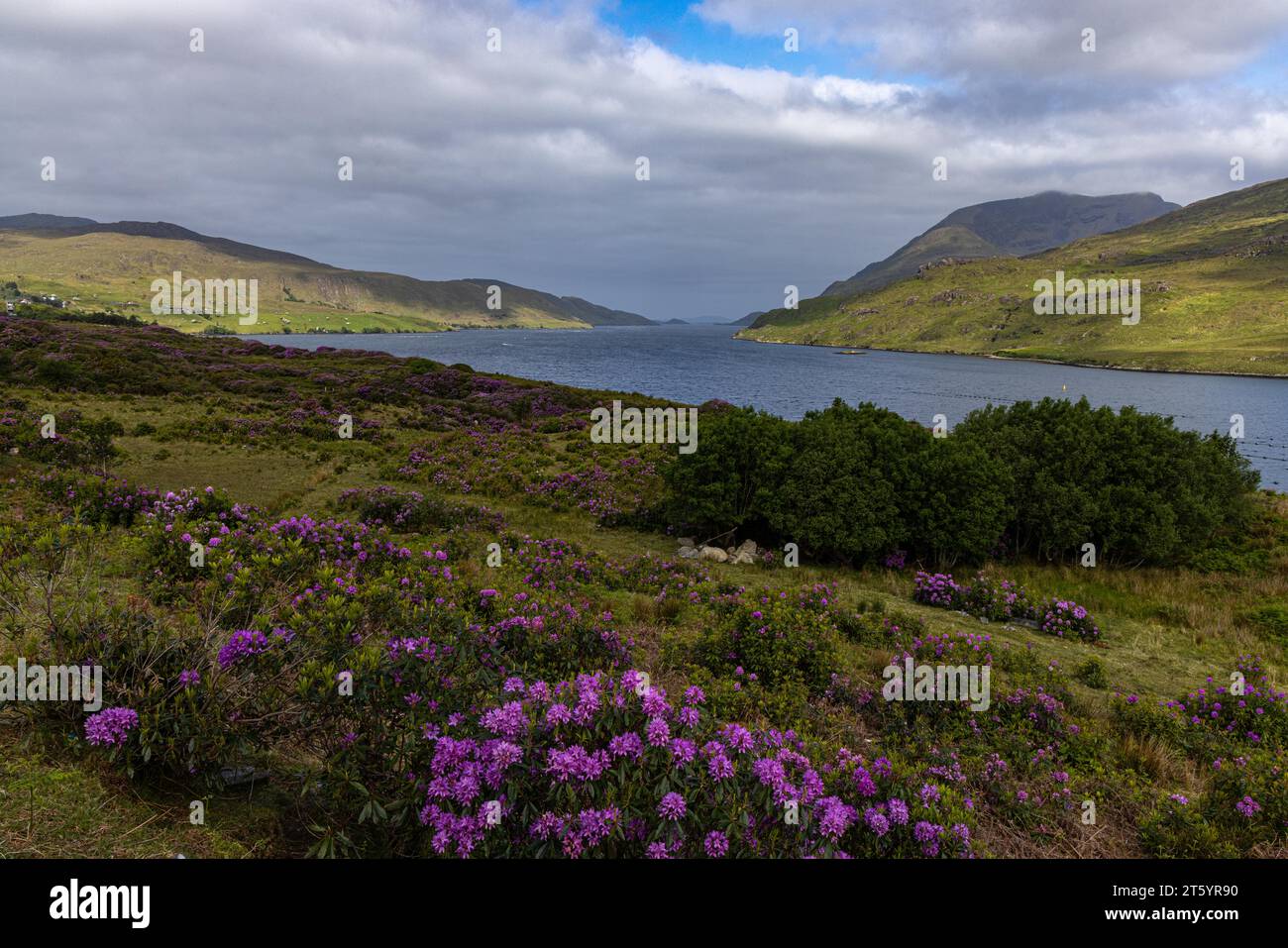 Rhododendronblüte in Connemara, County Galway Stockfoto
