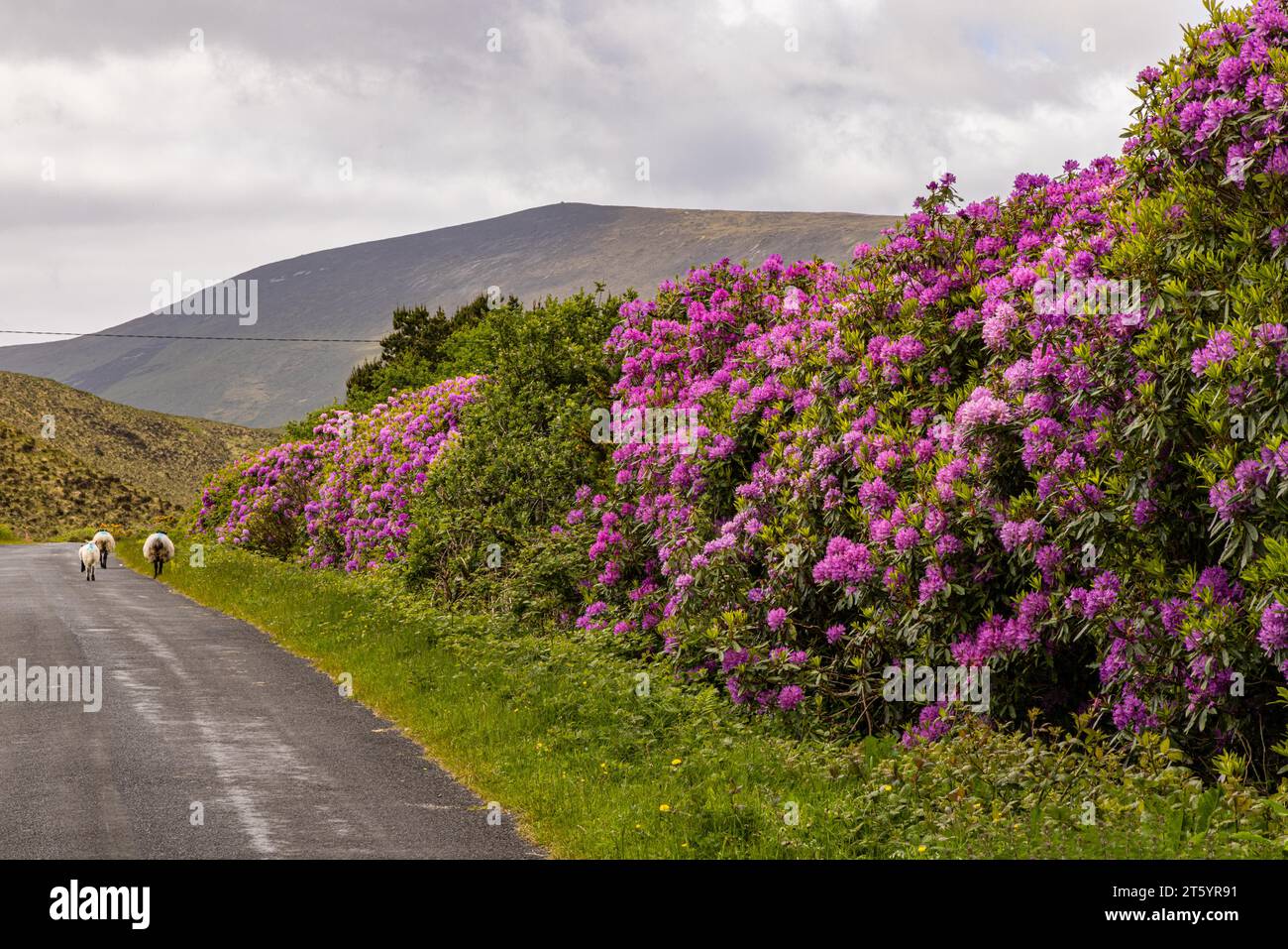 Rhododendronblüte auf der Insel Achill, County Mayo, Irland Stockfoto